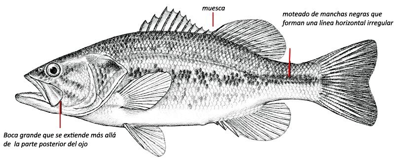 Micropterus salmoides_01.jpg